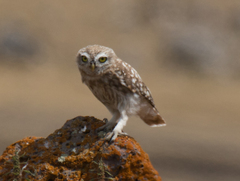 Athene noctua
