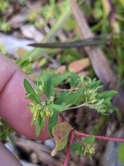 Euphorbia vermiculata
