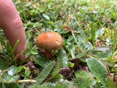 Chalciporus piperatus