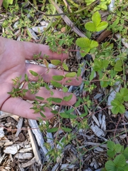Euphorbia vermiculata