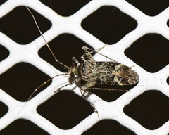 Phytocoris