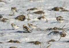 Plectrophenax nivalis