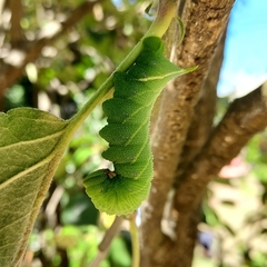Paonias excaecata