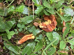 Chalciporus piperatus