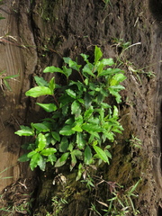 Escallonia paniculata