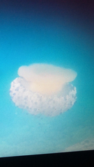 Cotylorhiza tuberculata