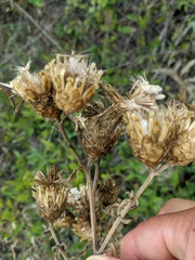 Centaurea salonitana