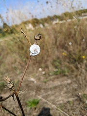 Xeropicta derbentina