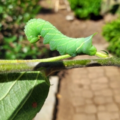 Paonias excaecata