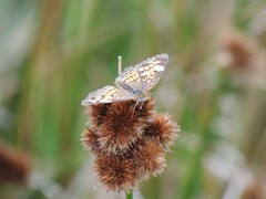 Phyciodes tharos