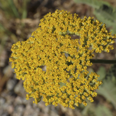 Achillea filipendulina