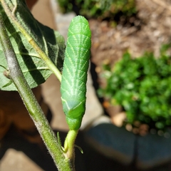 Paonias excaecata