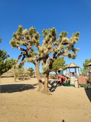 Yucca brevifolia