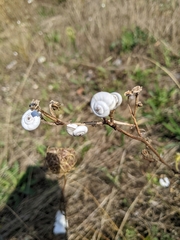 Xeropicta derbentina