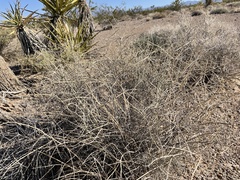 Scutellaria mexicana