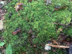 Atrichum undulatum