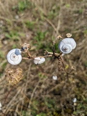 Xeropicta derbentina