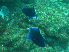 Odonus niger