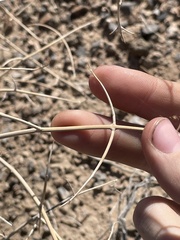 Scutellaria mexicana