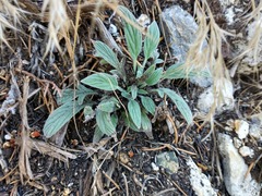 Phacelia imbricata