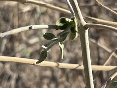 Scutellaria mexicana