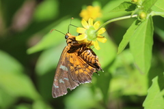 Apyrrothrix araxes