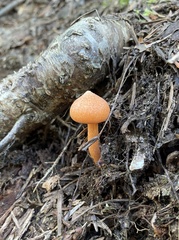 Entoloma quadratum