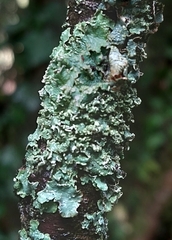 Punctelia jeckeri