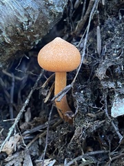 Entoloma quadratum