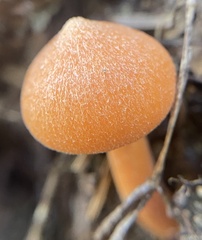 Entoloma quadratum