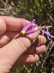 Primula tetrandra