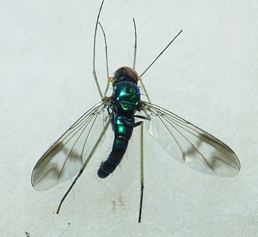 Condylostylus coxalis