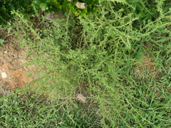 Amaranthus albus