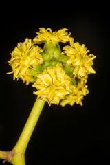 Sonchus laceratus