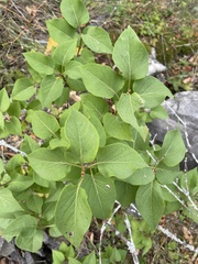 Syringa vulgaris