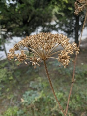 Silphiodaucus hispidus