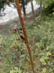 Silphiodaucus hispidus