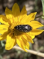 Acmaeodera rubronotata