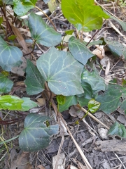 Hedera canariensis