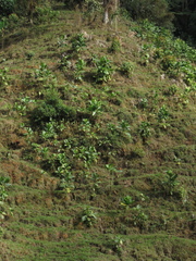 Macrocarpaea macrophylla