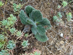 Ajuga orientalis