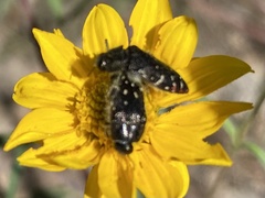 Acmaeodera rubronotata