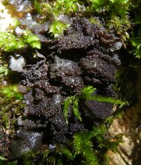 Lathagrium auriforme