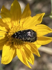 Acmaeodera rubronotata
