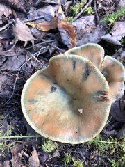 Lactarius deterrimus