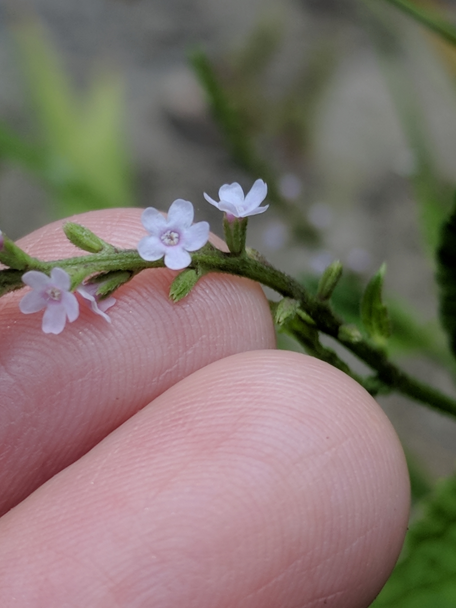 Verbena scabra