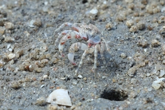 Scopimera longidactyla