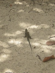 Pholidoscelis exsul