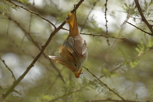 Yellow-winged Bat