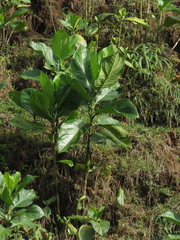 Macrocarpaea macrophylla